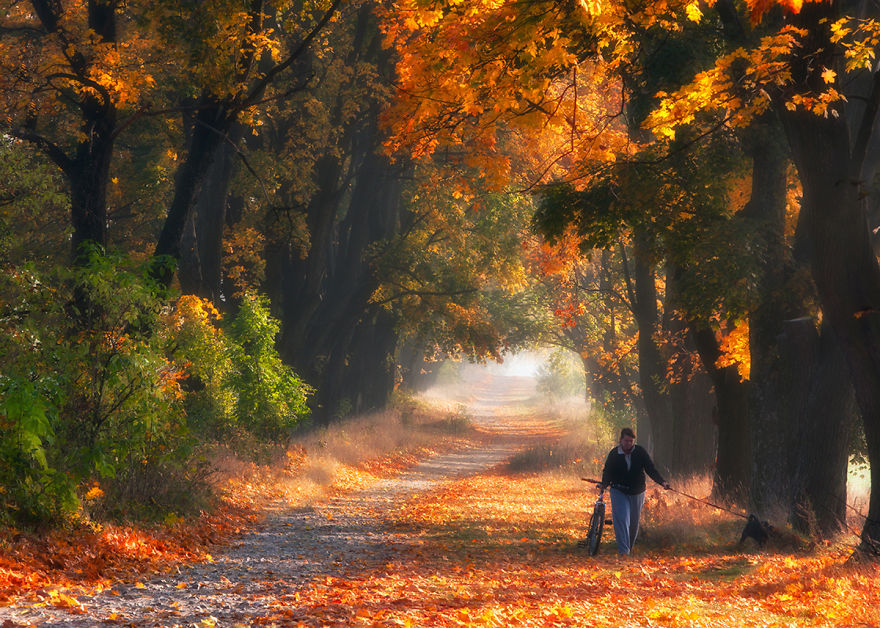 I Visited The Maple Alley In Złoty Potok, Poland To Capture The True Heart Of Autumn I Visited The Maple Alley In Złoty Potok, Poland To Capture The True Heart Of Autumn