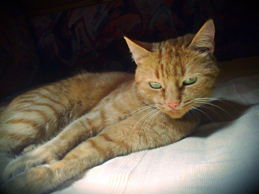 The Most Beautiful Cat In The World