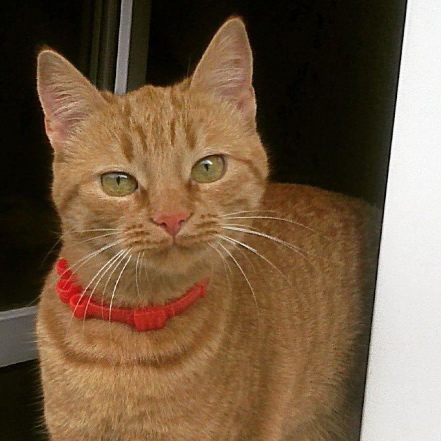 The Most Beautiful Cat In The World