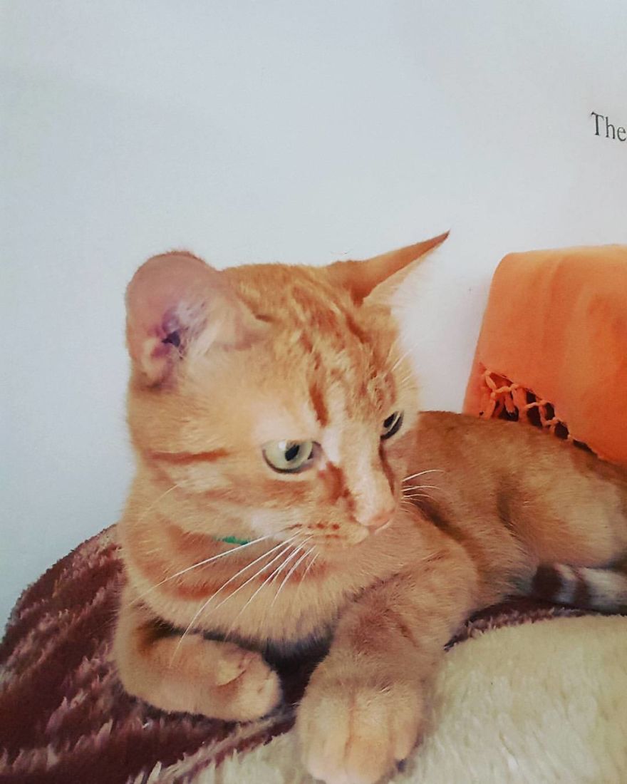 The Most Beautiful Cat In The World