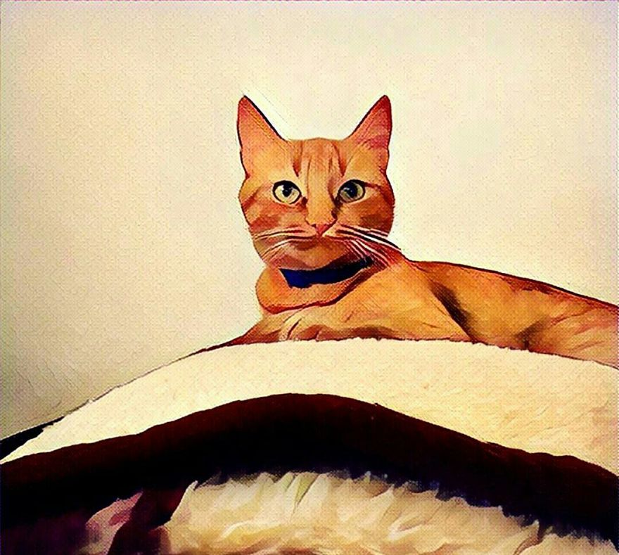 The Most Beautiful Cat In The World