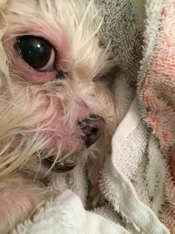 What Was That Rule About Not Getting It Wet Or Feeding It After Midnight?