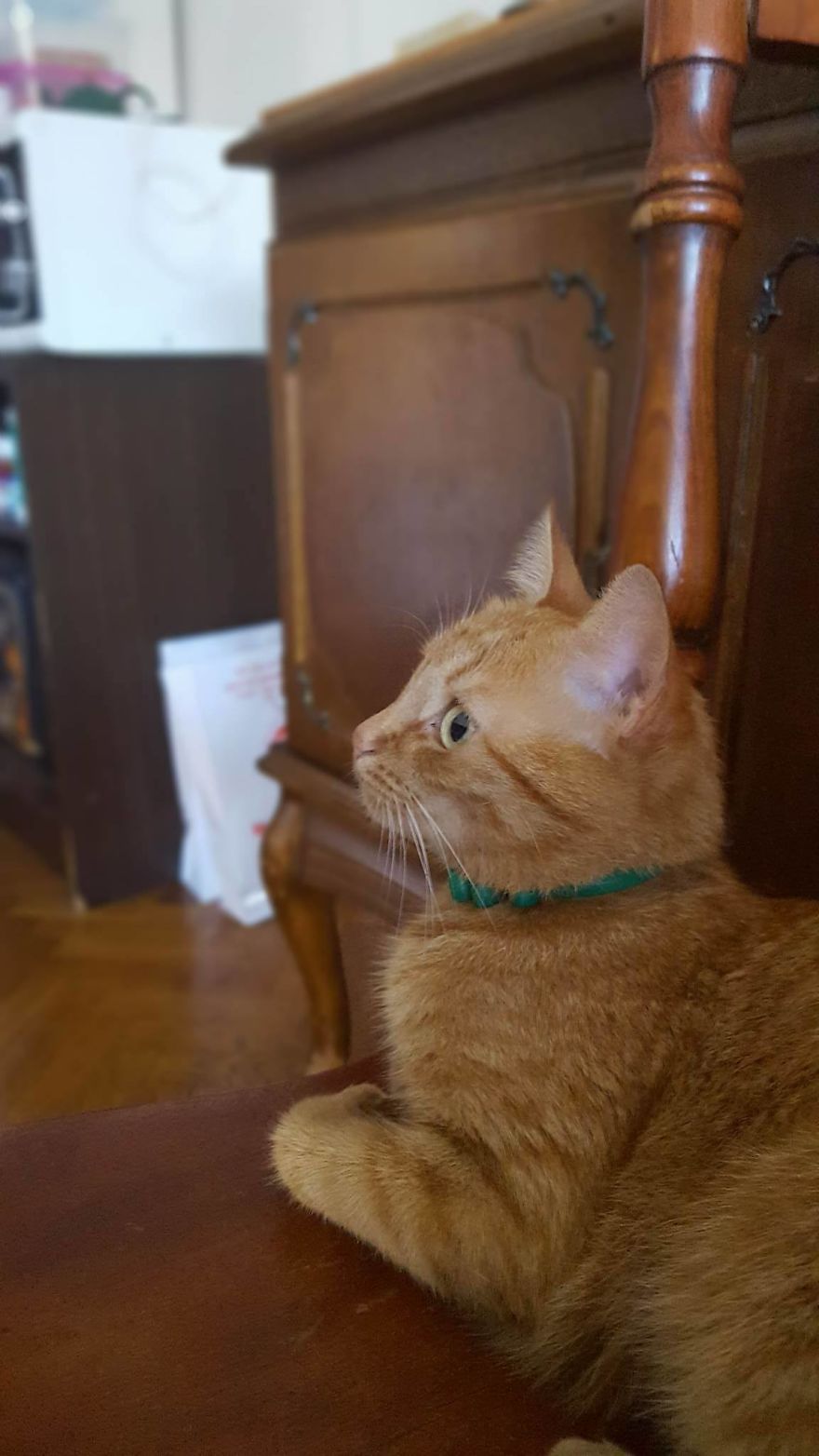 The Most Beautiful Cat In The World