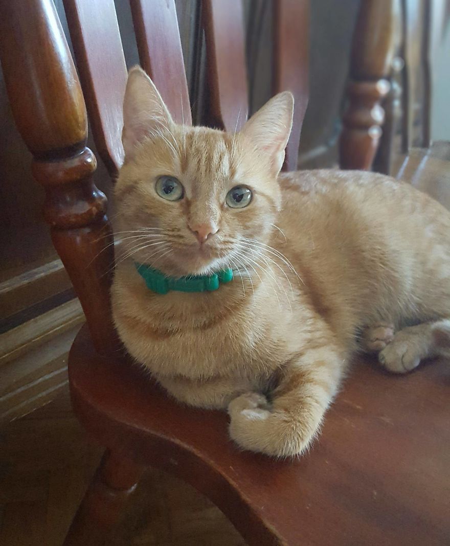 The Most Beautiful Cat In The World