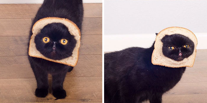 17avocato-costume-willow-squishy-cat-1jpg 17avocato-costume-willow-squishy-cat-1jpg