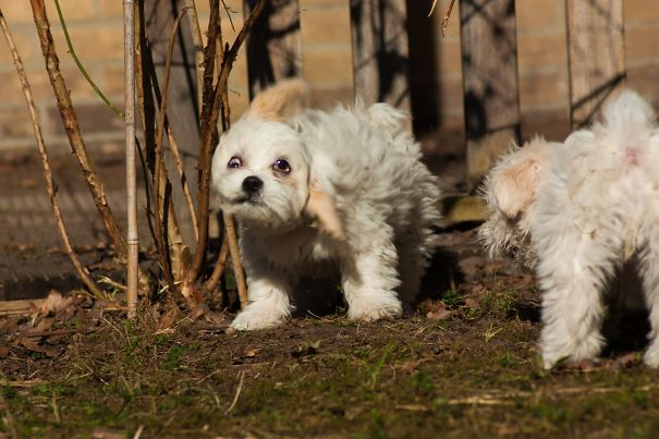 My Dog Adding Some Durr To Her Hurr
