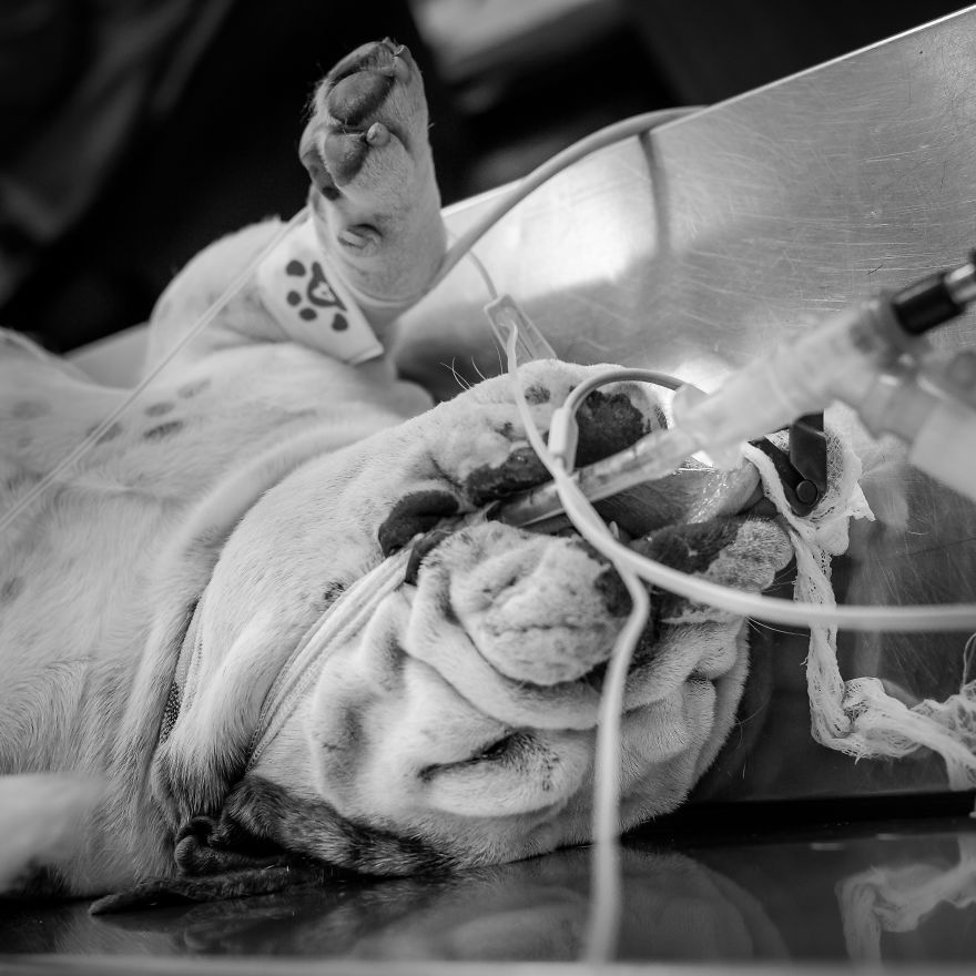 I Documented Bulldog C-Section