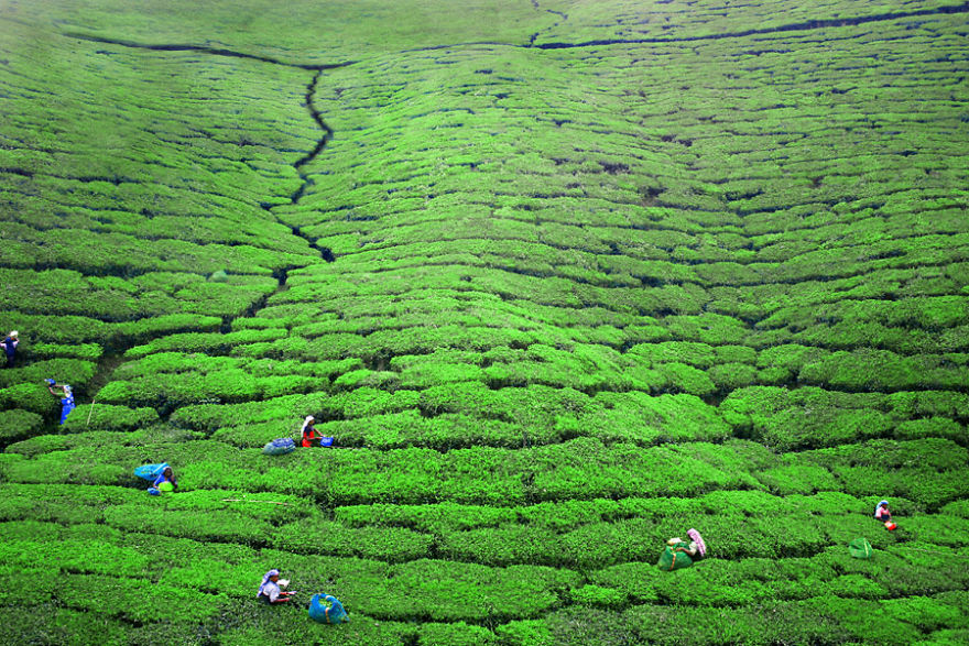 Tea Plantations, Nuwara Eliya, Sri Lanka
