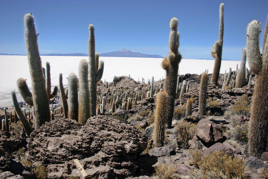 Isla De Pescadores, Salar De Uyuni