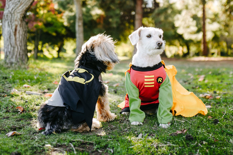 How A Photoshoot With A Toddler And Two Dogs Looks Like...