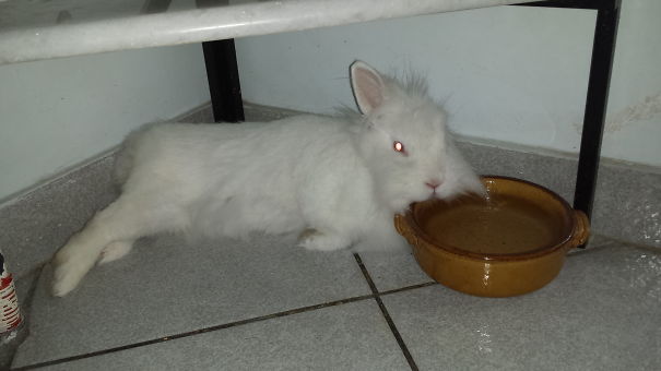 Ah I Will Just Sleep On My Water Bowl