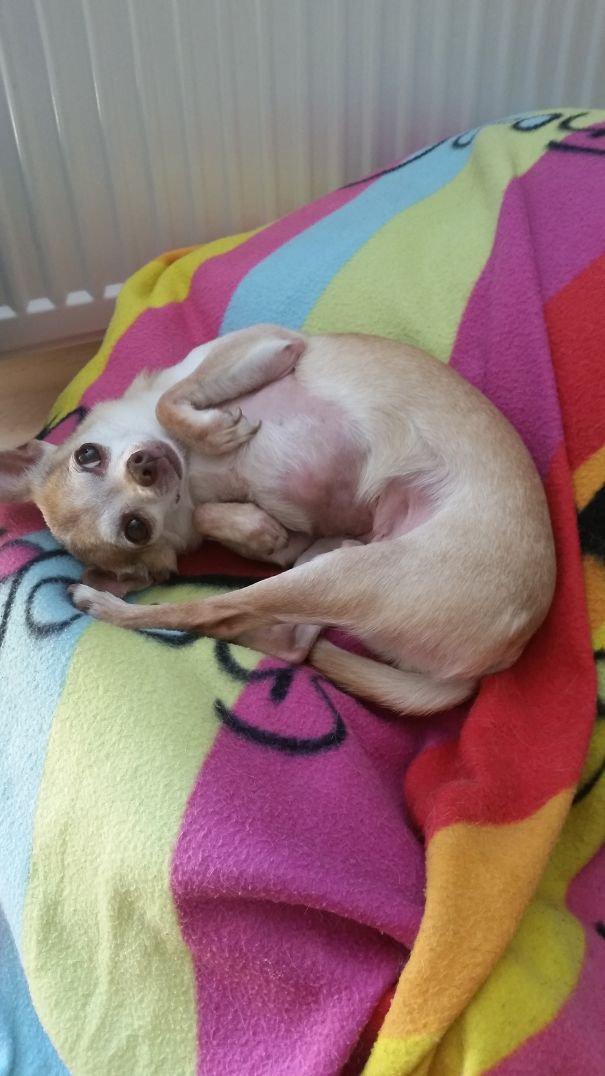 I Am Cute Give Me Ham