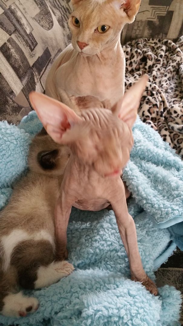 Don't Feed Him After Midnight!