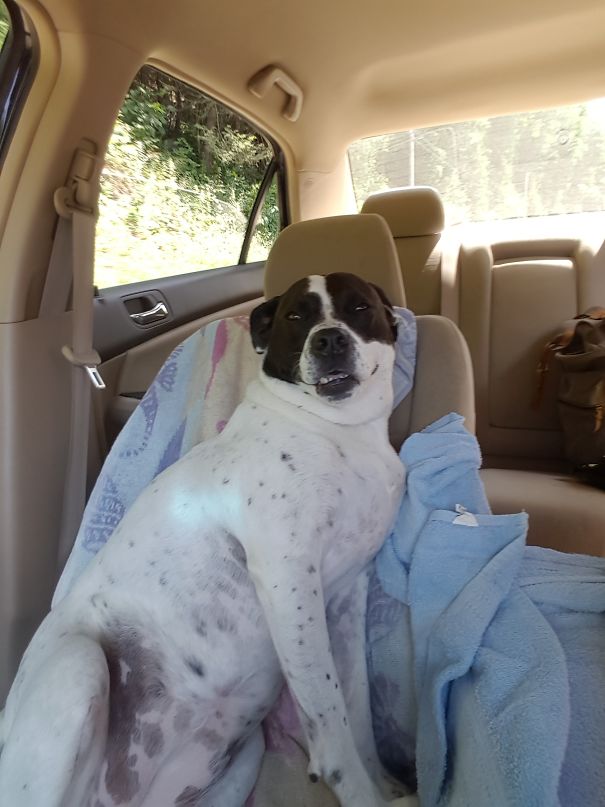 My Dog Looks Ridiculous When She's Tired After A Long Hike..