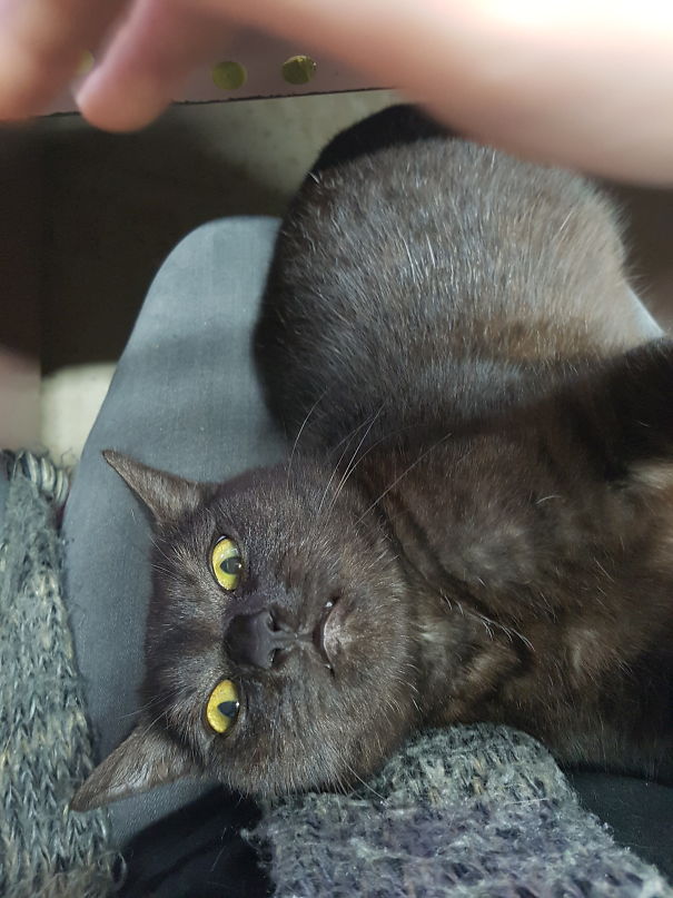 Tilly, Gallant Defender Of The Shed 😍