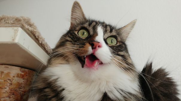 My Cat Mojo. This Is His Smart Face