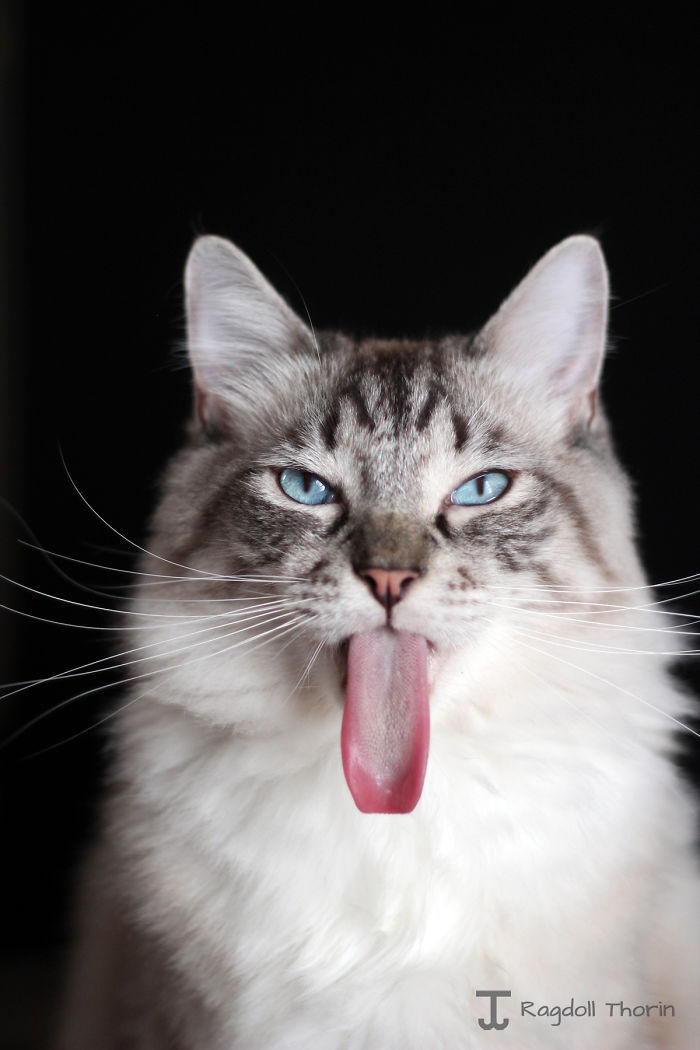 Meet Thorin, My Cat With The Incredibly Long Tongue