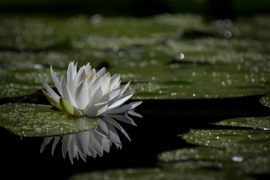 I Travel The World To Photograph Waterlilies I Travel The World To Photograph Waterlilies