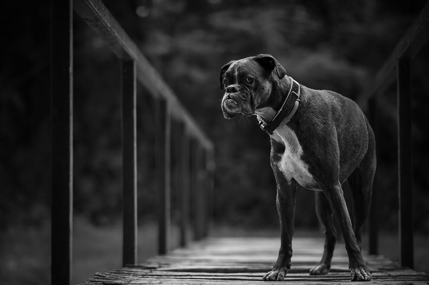 I Show My Boxers Funny Expressions Thourgh Black & White Photography I Show My Boxers Funny Expressions Thourgh Black & White Photography