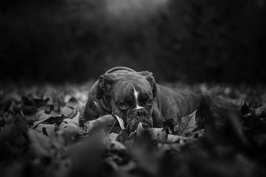 I Show My Boxers Funny Expressions Thourgh Black & White Photography I Show My Boxers Funny Expressions Thourgh Black & White Photography