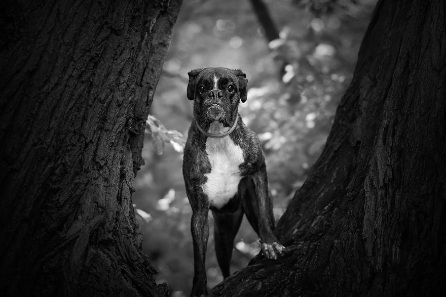 I Show My Boxers Funny Expressions Thourgh Black & White Photography I Show My Boxers Funny Expressions Thourgh Black & White Photography