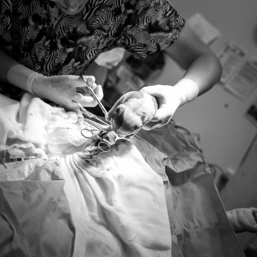 I Documented Bulldog C-Section