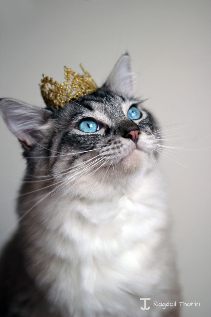 Meet Thorin, My Cat With The Incredibly Long Tongue Meet Thorin, My Cat With The Incredibly Long Tongue