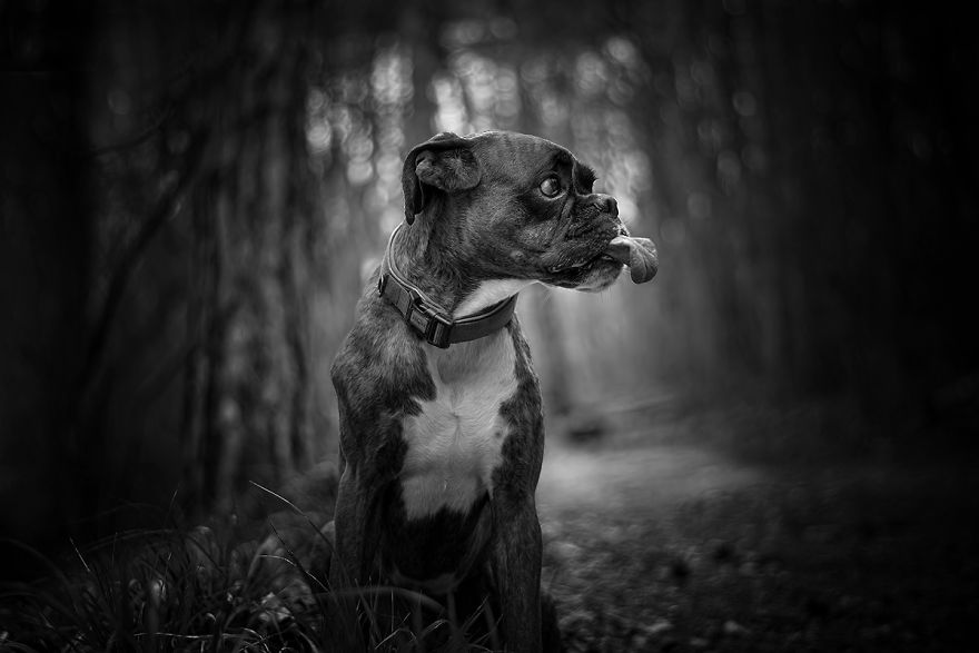 I Show My Boxers Funny Expressions Thourgh Black & White Photography I Show My Boxers Funny Expressions Thourgh Black & White Photography