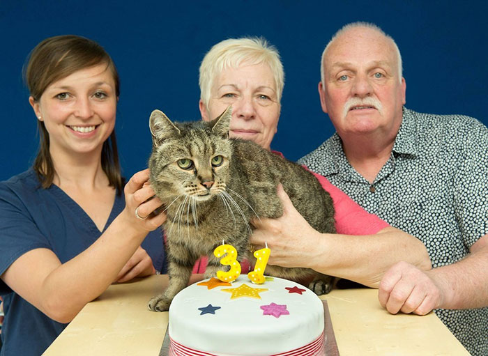 31-year-old-cat-nutmeg-8 31-year-old-cat-nutmeg-8