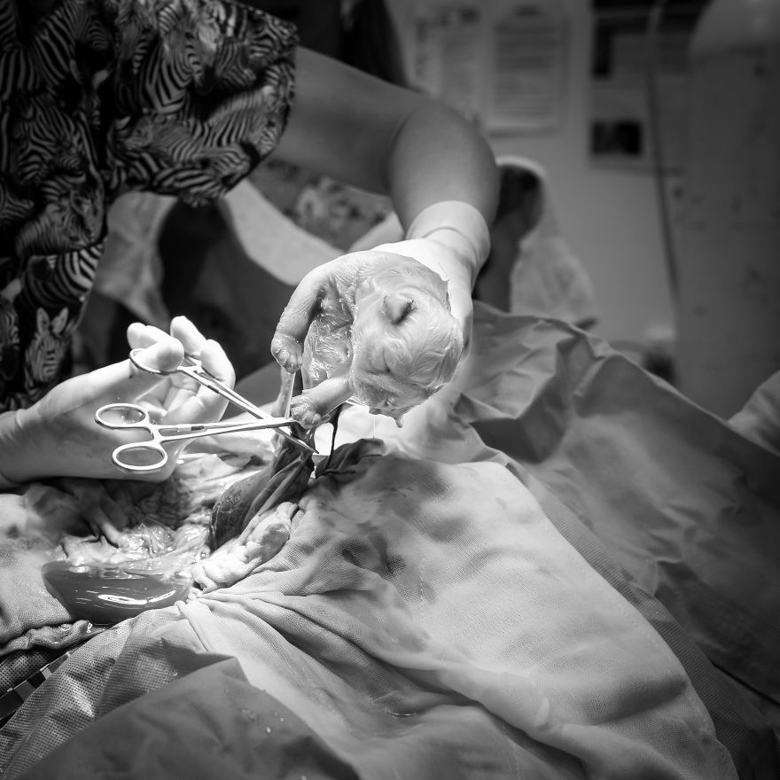 I Documented Bulldog C-Section