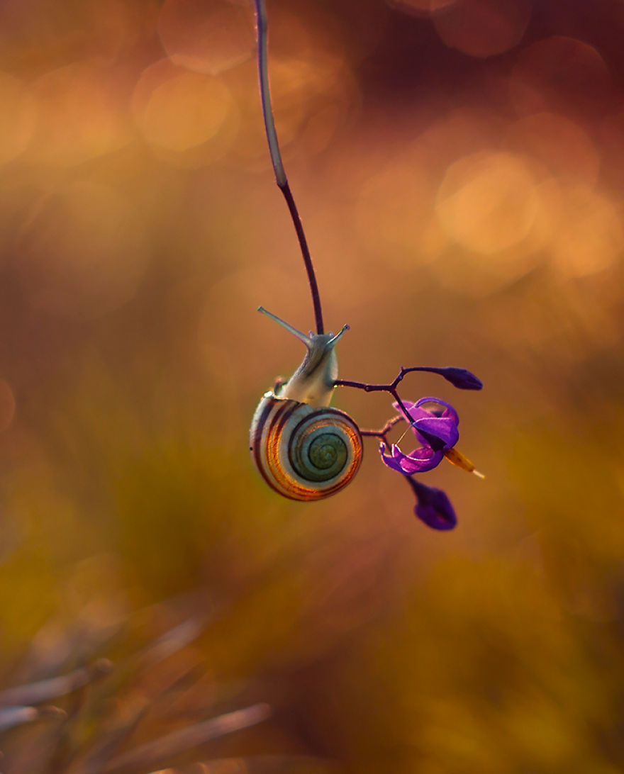 I Photographed Fairy-Tale World Of Snails In Poland