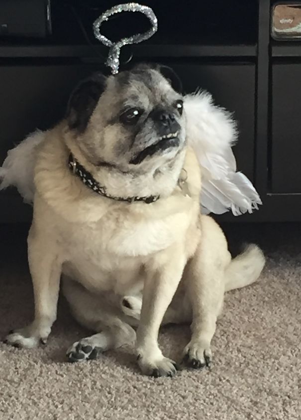 Angelic Pug