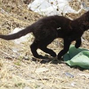 shadowmoon029 avatar