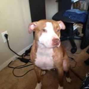 animegurl1017 avatar