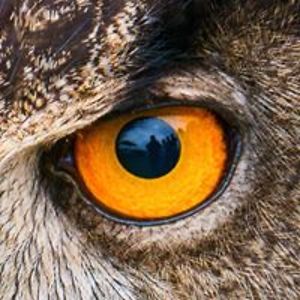 sheilammackie avatar