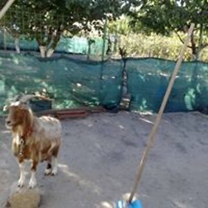 iguanalbastra avatar