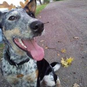 julia-schaffert avatar