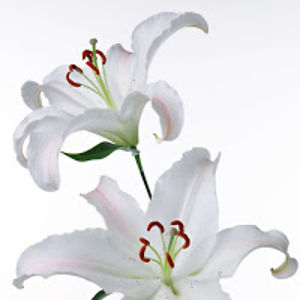 georgianageorgiana avatar