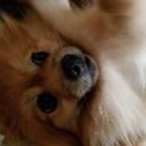 iamcecethepom avatar