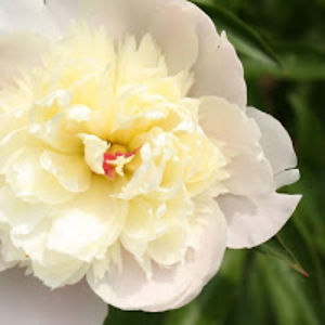 sarahkhermans avatar