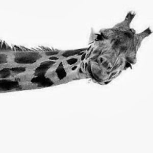 jrobinestrella avatar