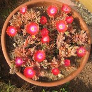 forestofdreams avatar