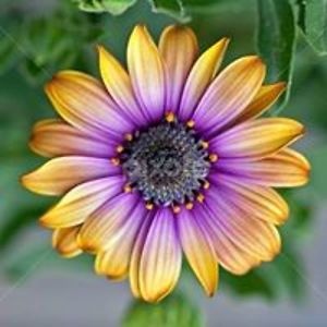 leah_dorsey88 avatar