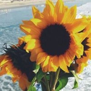 sunshine_lemon avatar