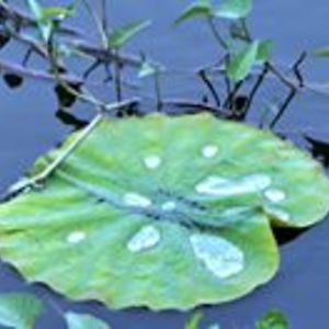 pamela_morrison avatar