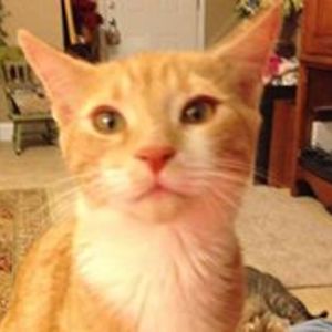 angimccallister avatar