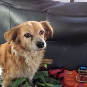 belencitavega avatar