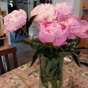 robinjendsley avatar