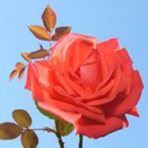 elizabeth_patton avatar