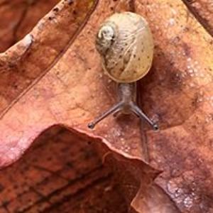 pedazodevacio avatar